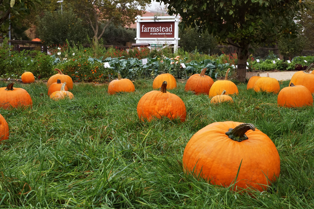 Pumpkin Carving at Farmstead